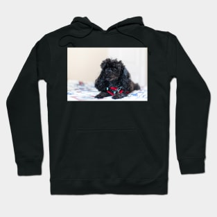 Queen of the toy poodles Hoodie